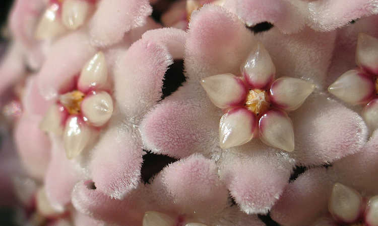 Hoya carnosa compacta