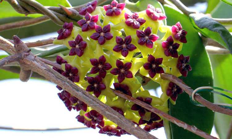 Hoya cinnamomifolia