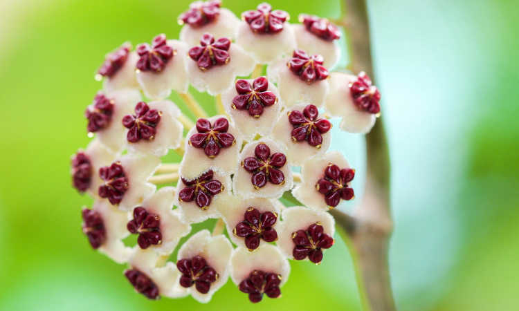 Hoya kerrii