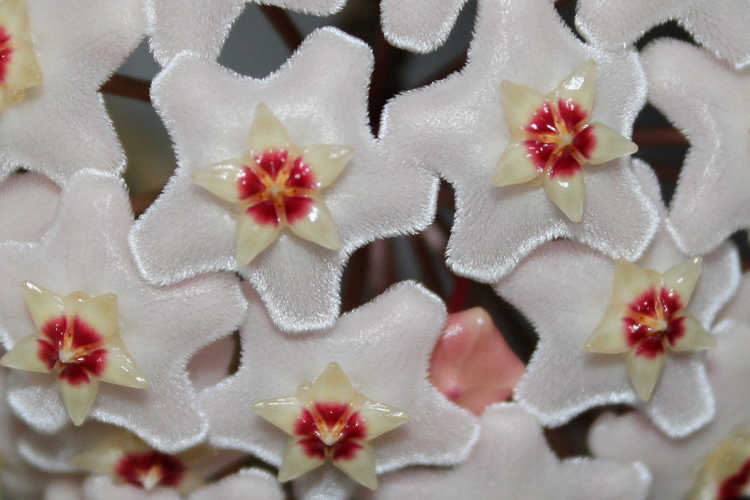 Wax plant flowers