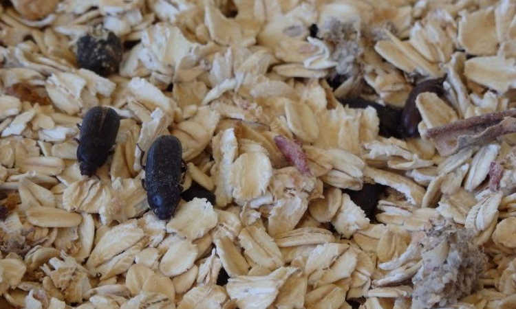 Darkling beetles in substrate