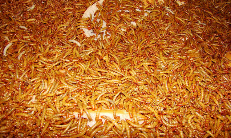 Mealworms