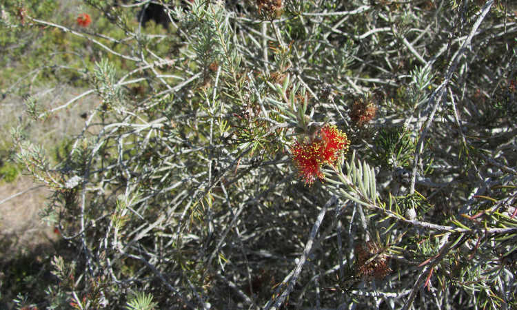 Callistemon brachyandrus