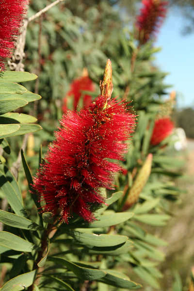 Callistemon glaucus