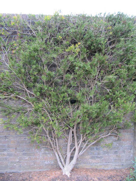 Callistemon linearis trained to wall