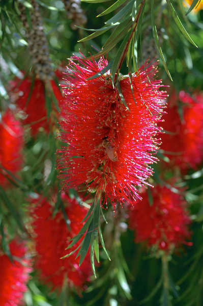 Callistemon subulatus