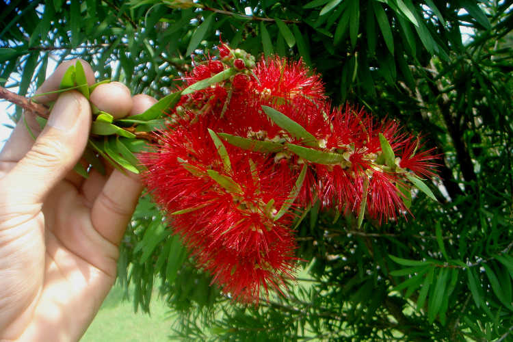 Callistemon viminalis