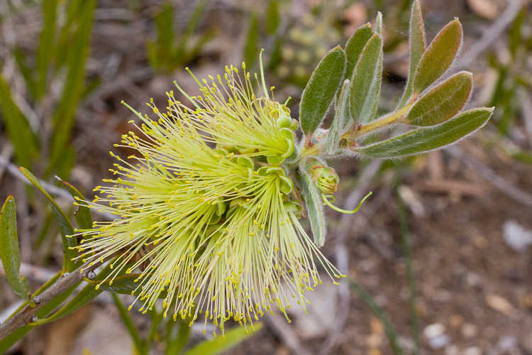 Callistemon flavovirens