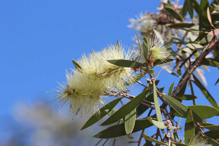 Melaleuca nervosa