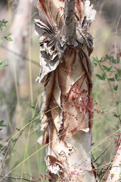 Melaleuca nervosa bark