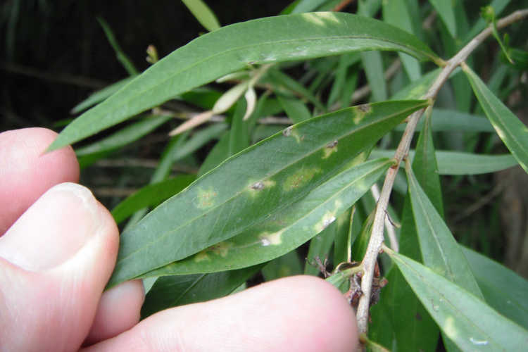 Scale insect damage on bottle brush tree