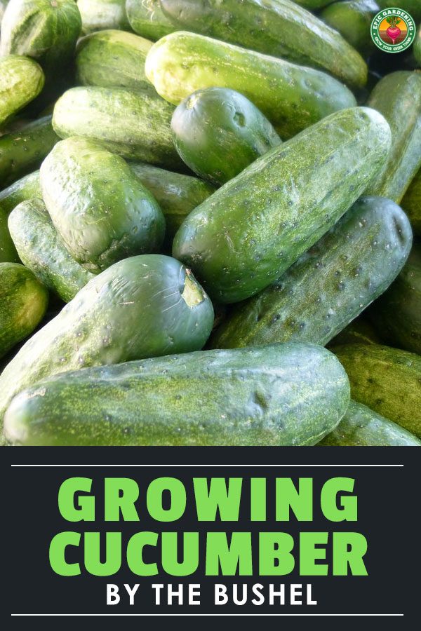 Do you love cucumbers? Growing cucumbers at home is surprisingly easy. Check out our complete growing guide for everything you need to know. You\'ll grow so many you\'ll be giving away the extras!