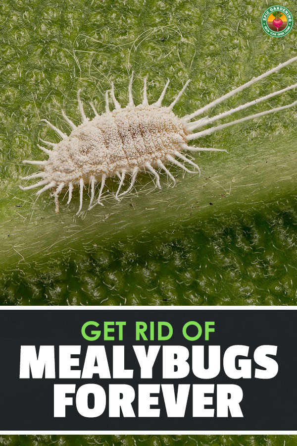 Mealybugs will suck the plant juices out of your trees, garden plants, or crops! Find out how to stop the mealybug menace with our complete pest guide.