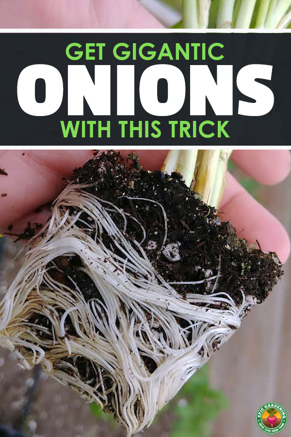 Did you know you can get literally dozens of onions from just one nursery pack? Learn how to separate your onion plants without breaking the roots!