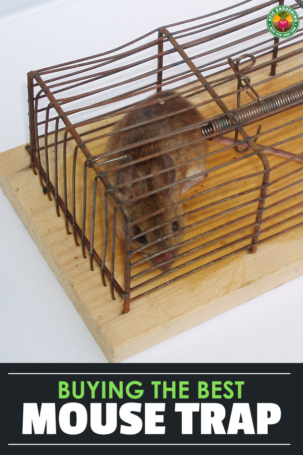Got a mouse in the house? Our buyer\'s guide will help you learn which is the best mouse trap, what will work best for you, and how to use traps effectively!