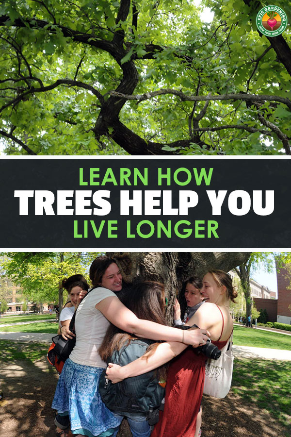 Just being around trees will improve your health. Find out how, and learn what you can do to keep these tall and faithful friends with us forever!