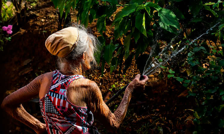 Watering plants