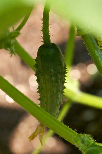 Boston cucumbers