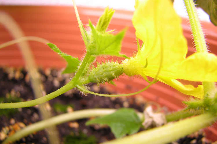 Closeup of female pollinated flower