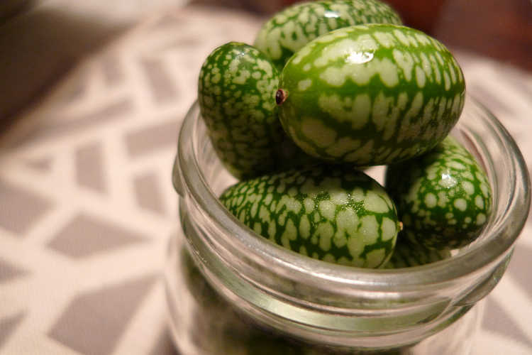 Mexican Sour Gherkin cucumbers