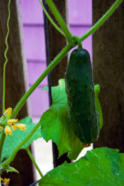 Straight Eight cucumber