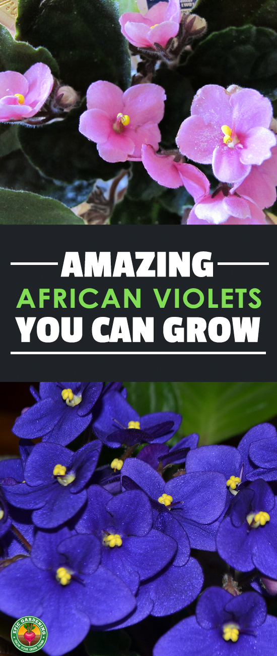 Ever wanted to grow African violets? These stunning Saintpaulia species plants provide great color indoors and out. Our complete growing guide shows you how!