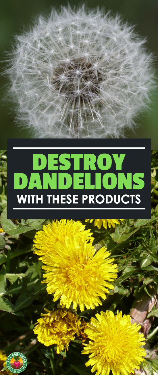 Pick the best dandelion killer to take out your broadleaf weed problems! Our buyer's guide will show you what works and what doesn't.
