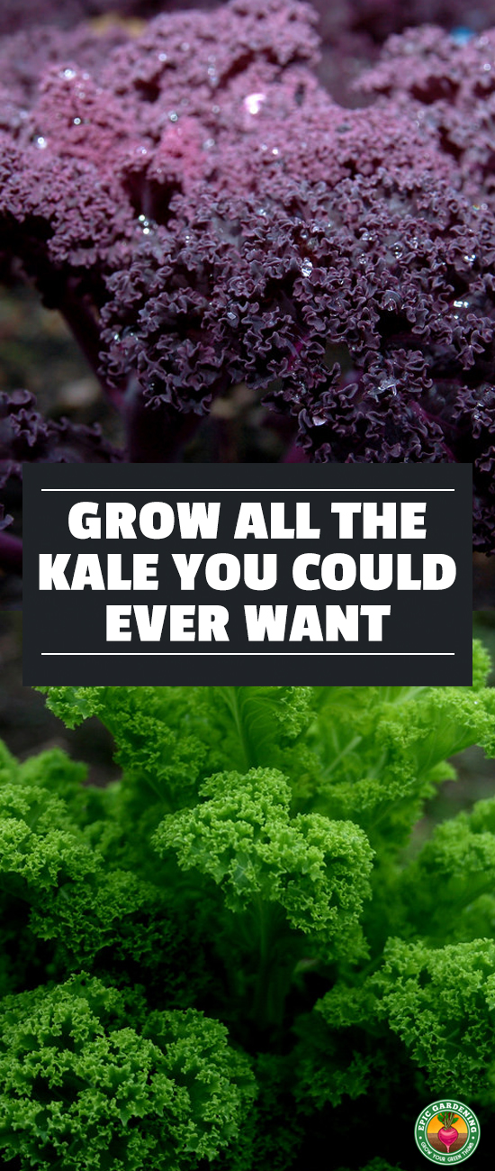 You can grow your own superfood! Growing kale is fun. Learn how in our complete growing guide, along with tips for storage and preservation of your harvest!