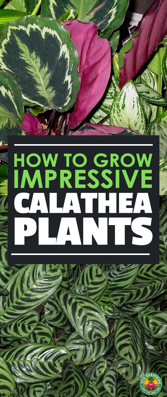 Do you love tropical plants? Then you'll love calathea! No matter which one you choose, I'll teach you how to give it the right care and solve its problems.