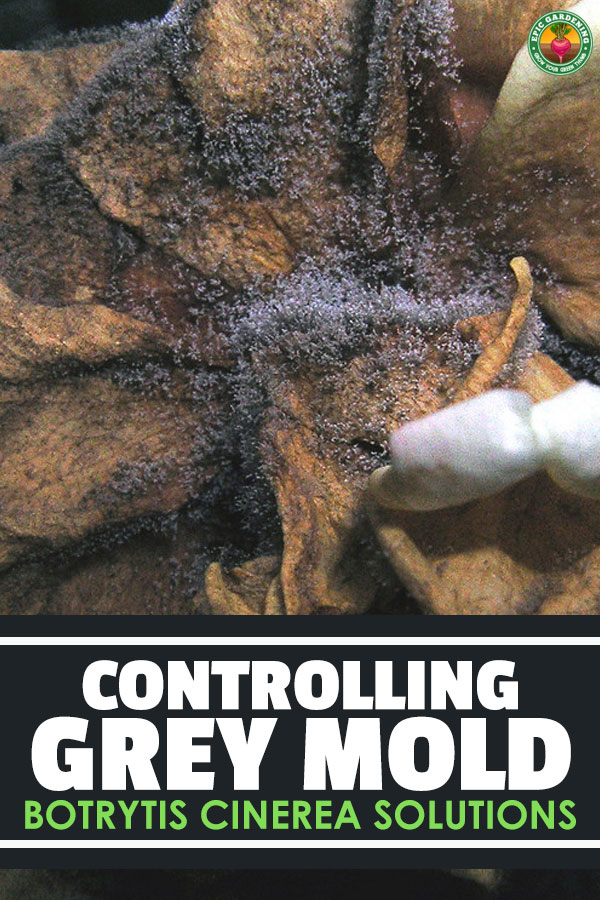 Botrytis cinerea goes by many names: grey mold, ash mold, or the ghost spot. Whatever you call it, it\'s deadly for your plants, so learn how to prevent it!