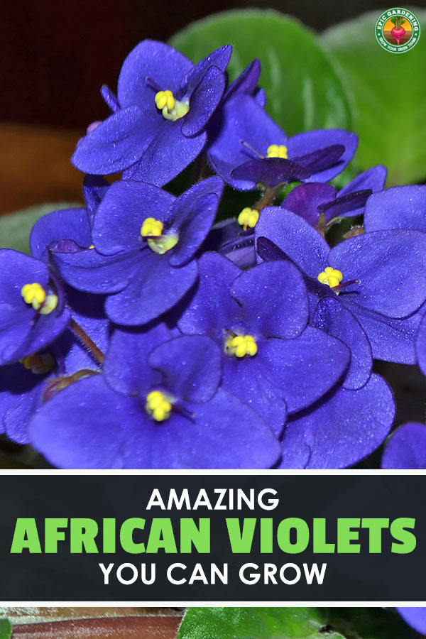 Ever wanted to grow African violets? These stunning Saintpaulia species plants provide great color indoors and out. Our complete growing guide shows you how!