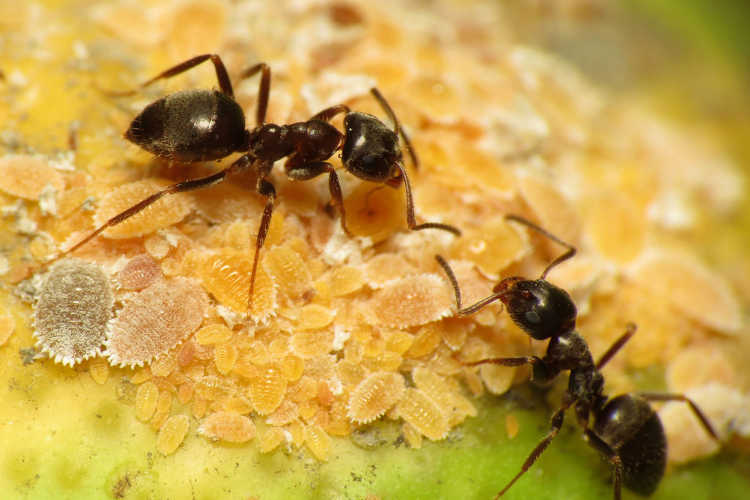 Ants tending citrus mealybugs