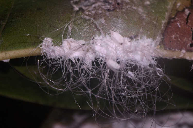 Mealybug family