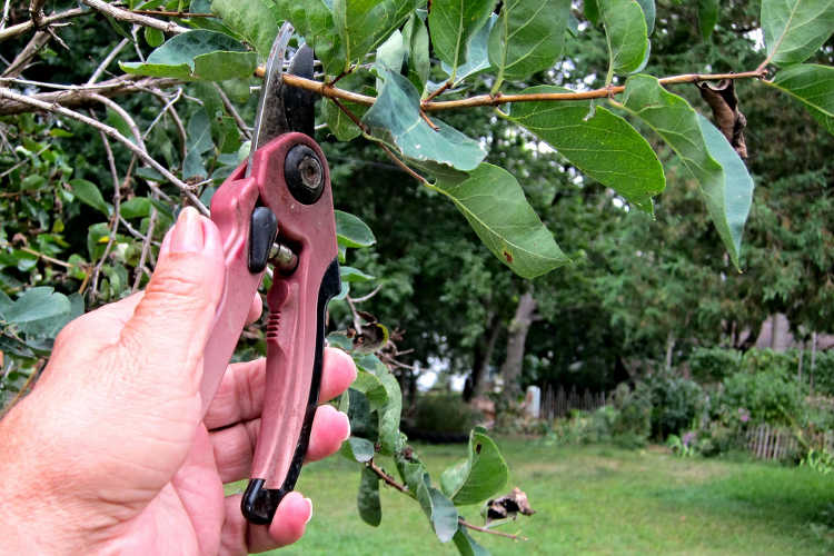Pruning shears