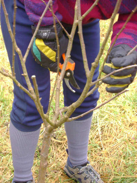 Shaping young apple tree