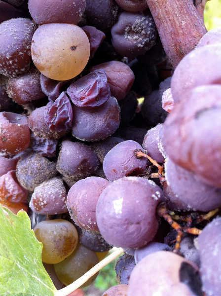 Noble rot on grapes
