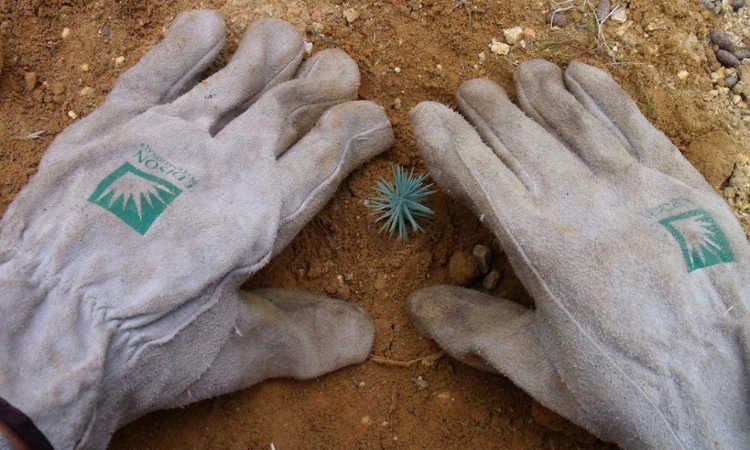 Ecotherapy