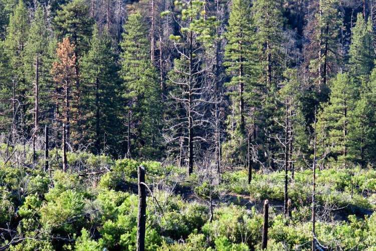 A view of the Angeles National Forest