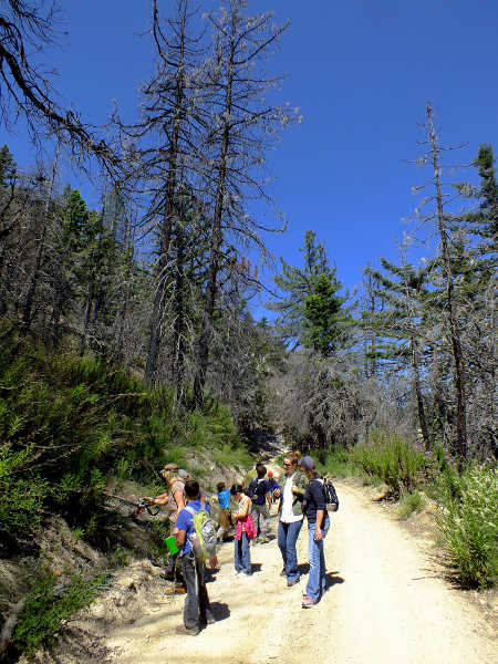 Nature walk in the Angeles National Forest