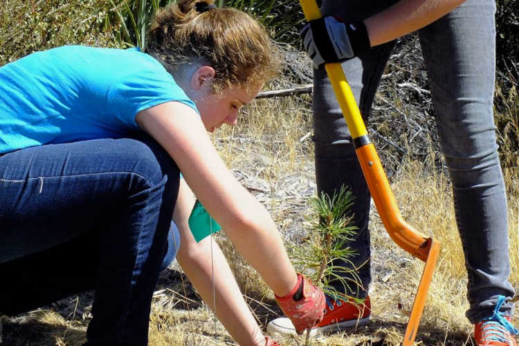 Planting a seedling tree in the woods