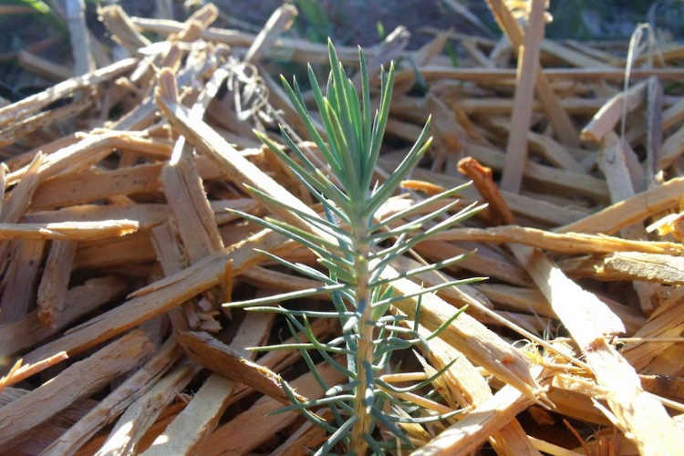 A seedling pine surrounded by natural mulch