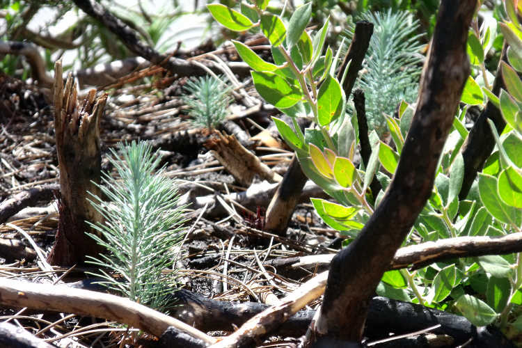 Pine seedlings coming up from the forest floor