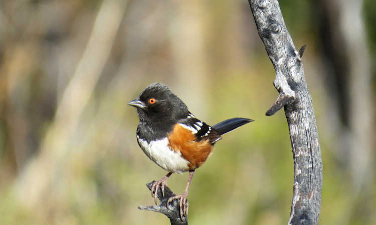 Bird on tree branch