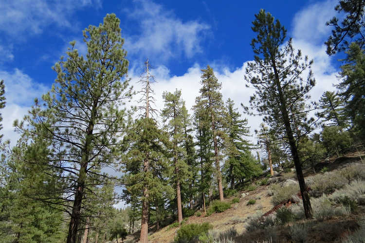 Chilao Campground, Angeles National Forest, February 2018