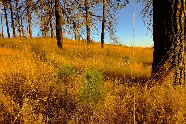 Saplings under their parent tree
