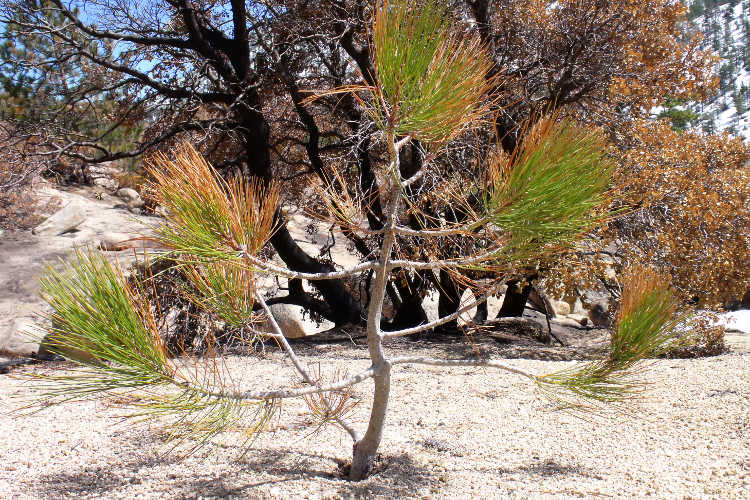 A young tree stretching out its branches