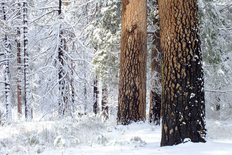 Winter in the Angeles National Forest