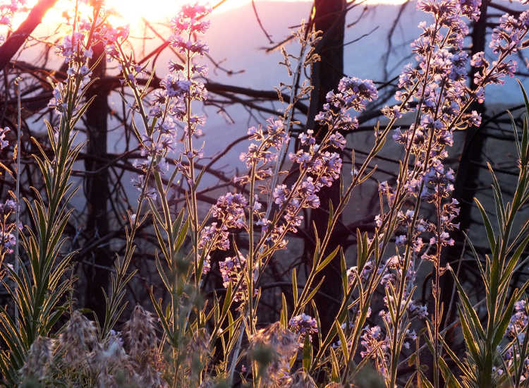 Poodle dog bush at sunset