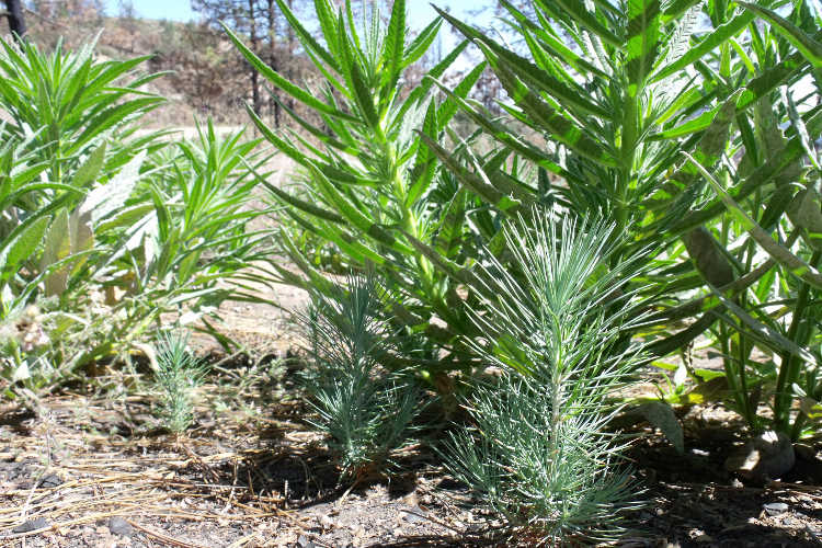 Poodle dog bush sheltering young Coulter pines