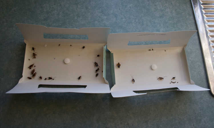 Roach trap